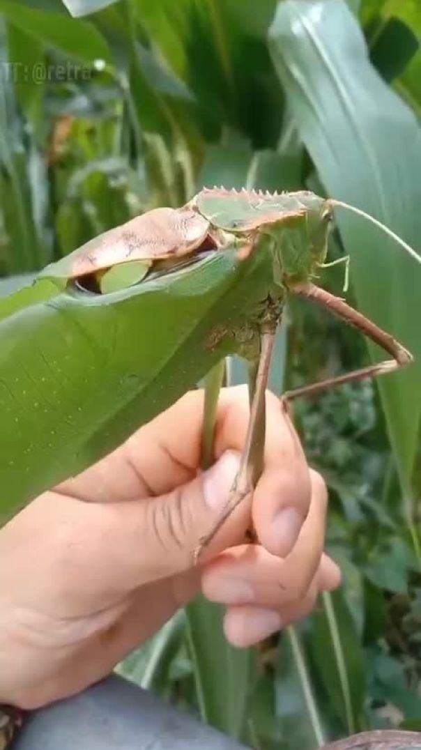 These are the sounds made by the Giant long-legged grasshopper, whose wingspan reaches 25 cm