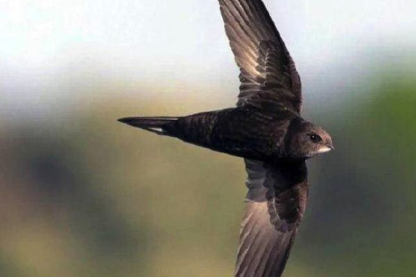 The black swift can remain in the air non-stop for more than 2 years.