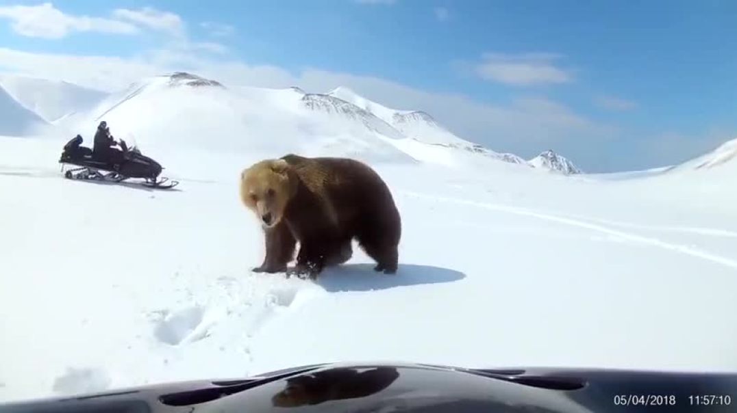 ⁣Residents of the North Kuril region on snowmobiles staged a “race” with a bear on the island of Par